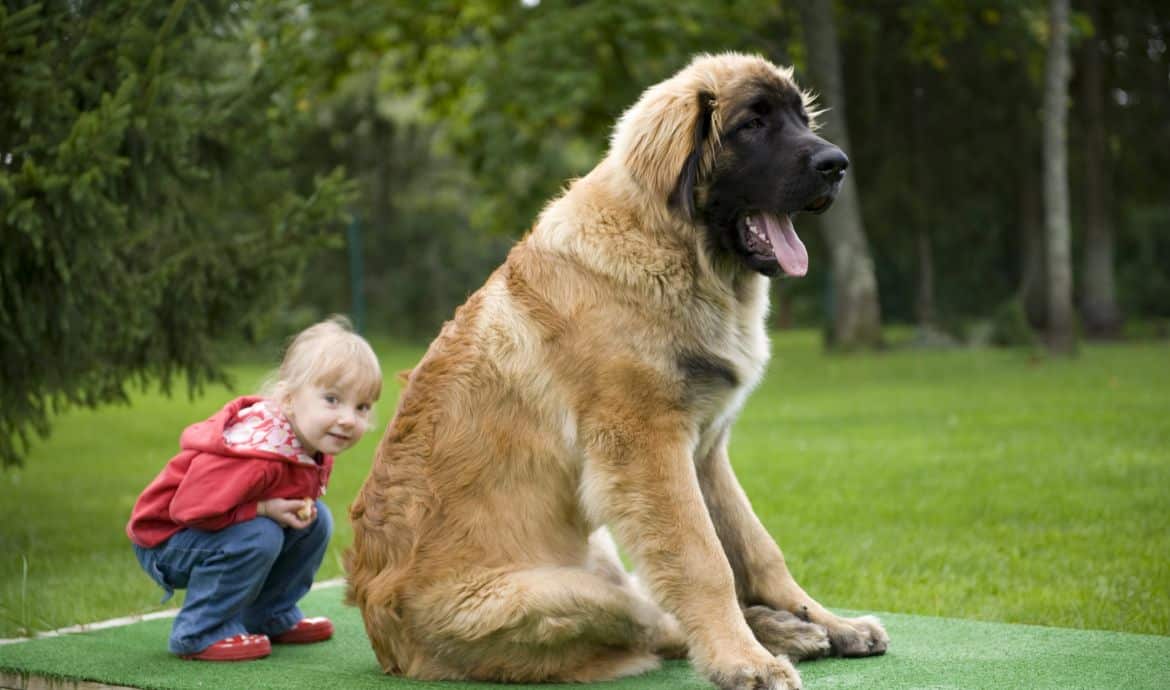 Comment gérer les interactions entre l’enfant et le chien?