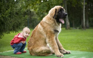 Comment gérer les interactions entre l'enfant et le chien?