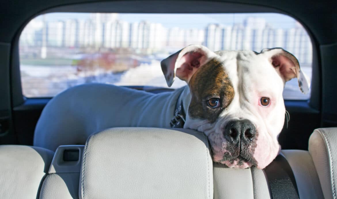 Comment aider votre chien à aimer les trajets en voiture?