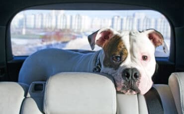 Comment aider votre chien à aimer les trajets en voiture?