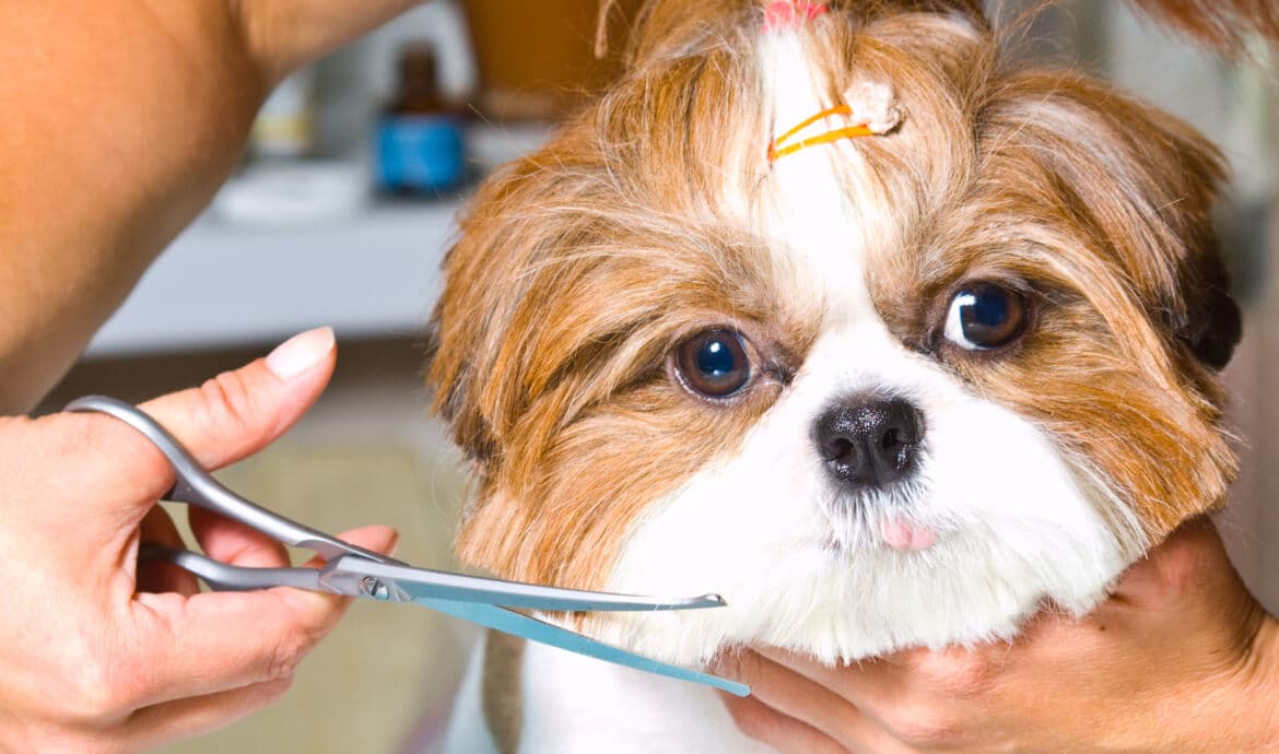 Pourquoi entrainer son chien au « medical training » ou aux soins collaboratifs?