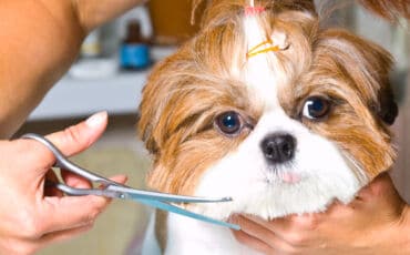 Salons de toilettage et esthéticiens canins