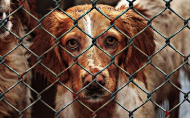 Refuges et associations pour chiens