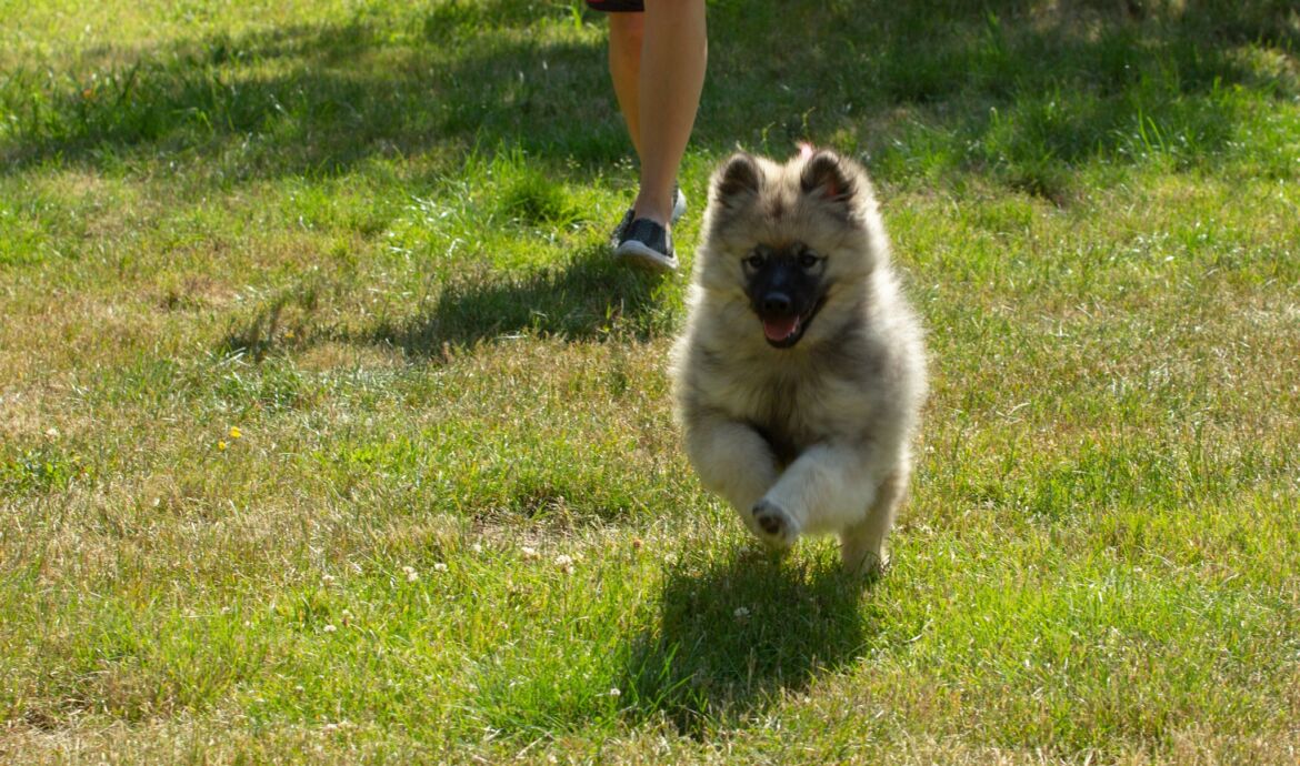 Bien préparer l’arrivée de votre chiot: équipement et conseils essentiels