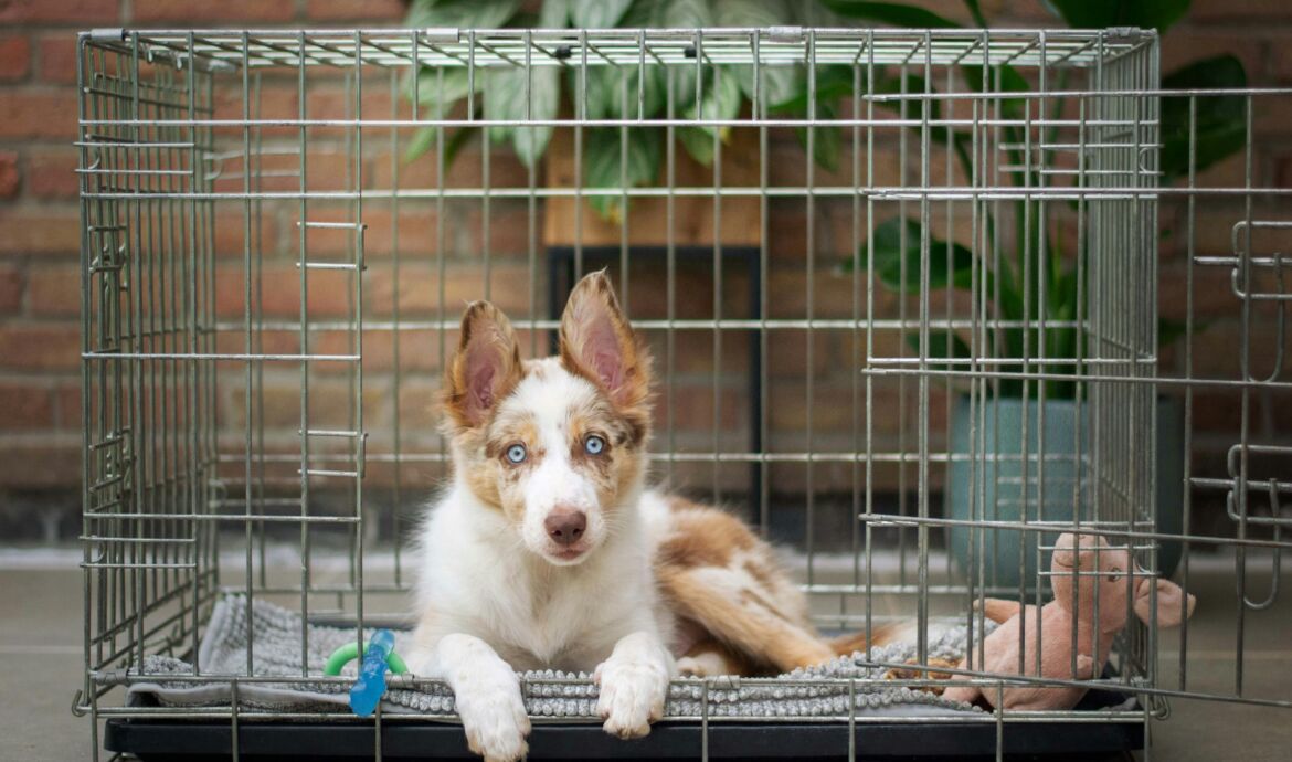 Pourquoi éviter la cage pour les chiens: une approche respectueuse de bien-être animal